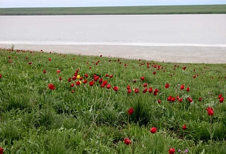 Завтра в Орловском районе проведут фестиваль «Воспетая степь»