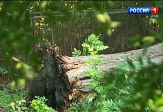 В Ростове продолжают ликвидировать последствия сильного урагана