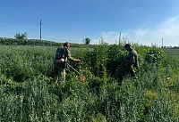 В Ростовской области уничтожили более миллиона кустов дикорастущей конопли