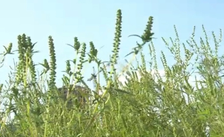 Don-TR