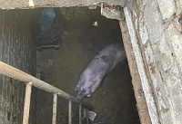 В с. Беглица помощь спасателей потребовалась 100-килограммовому поросенку