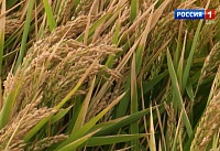 Донские рисоводы рассчитывают собрать больше 60 центнеров с гектара