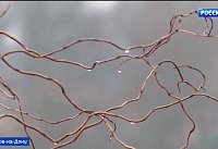 Ночные заморозки прогнозируют донские синоптики на выходных