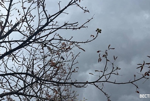 В Ростовской области существенных осадков сегодня не ожидается