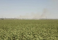В Ростовской области участились возгорания сухой растительности
