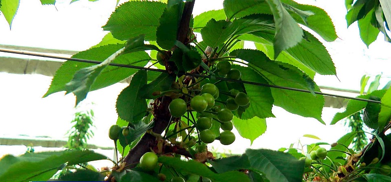 Don-TR