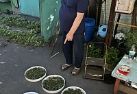 485 кустов конопли в теплице: жителя Неклиновского района заключили под домашний арест за выращивание наркосодержащего растения