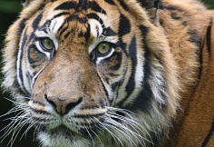 В Ростове во время представления тигр вырвался в зрительный зал, Следком проводит проверку