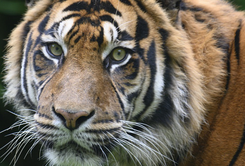 В Ростове во время представления тигр вырвался в зрительный зал, Следком проводит проверку