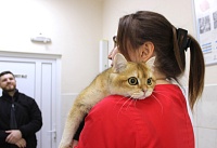 30 апреля в государственных ветклиниках Дона пройдет льготная стерилизация животных